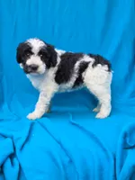 Winter, a female Portuguese Water Dog and Poodle - Miniature  for sale in Yacolt, WA – 6 of 7
