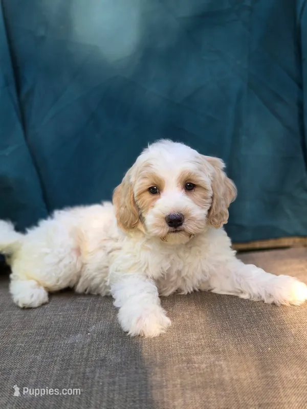 Pebbles – Portuguese Water Dog, Poodle - Miniature  puppy for sale in Yacolt, WA