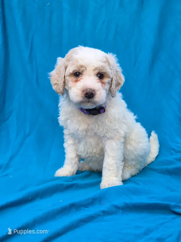 Triffle – Portuguese Water Dog, Poodle - Miniature  puppy for sale in Yacolt, WA