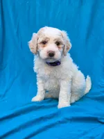 Triffle, a female Portuguese Water Dog and Poodle - Miniature  for sale in Yacolt, WA – 1 of 6
