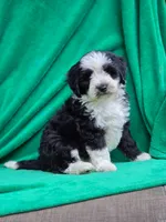 Candy, a female Sheepadoodle for sale in Yacolt, WA – 2 of 3