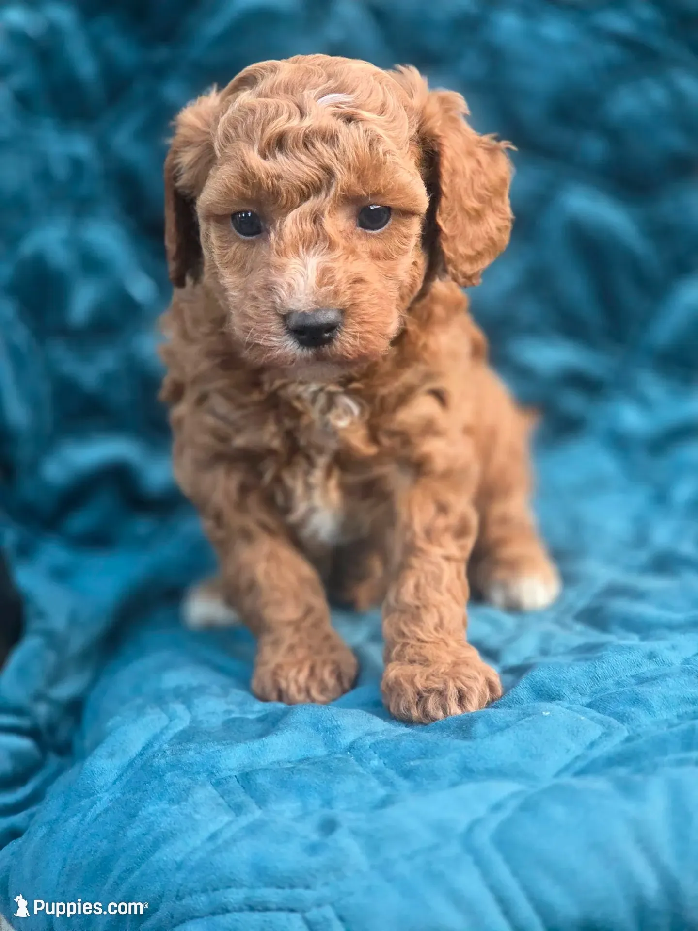 Rolden, a male Poodle - Miniature  for sale in Yacolt, WA – 5 of 8