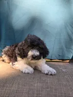 Pippi, a female Portuguese Water Dog and Poodle - Miniature  for sale in Yacolt, WA – 2 of 9