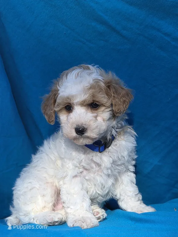 Clouds, a male Poodle - Miniature  for sale in Yacolt, WA – Photo 1 of 2