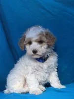 Clouds, a male Poodle - Miniature  for sale in Yacolt, WA – Photo 2 of 2