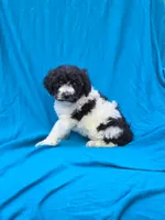 Pippi, a female Portuguese Water Dog and Poodle - Miniature  for sale in Yacolt, WA – 2 of 5