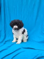 Pippi, a female Portuguese Water Dog and Poodle - Miniature  for sale in Yacolt, WA – 3 of 5