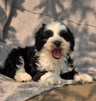 Candy, a female Sheepadoodle for sale in Yacolt, WA – 4 of 7