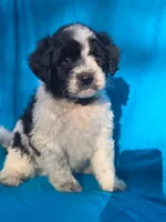 Sylvester , a male Portuguese Water Dog and Poodle - Miniature  for sale in Yacolt, WA – 5 of 6