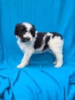 Winter, a female Portuguese Water Dog and Poodle - Miniature  for sale in Yacolt, WA – 2 of 7