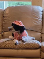Winter, a female Portuguese Water Dog and Poodle - Miniature  for sale in Yacolt, WA – 3 of 5