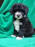 Peanut, a female Sheepadoodle for sale in Yacolt, WA – 3 of 4