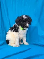 Pine, a female Portuguese Water Dog and Poodle - Miniature  for sale in Yacolt, WA – 4 of 8
