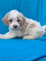 Jasper, a male Portuguese Water Dog and Poodle - Miniature  for sale in Yacolt, WA – 3 of 6
