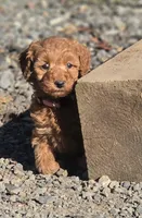 Sydney , a male Poodle - Miniature  for sale in Yacolt, WA – 2 of 9