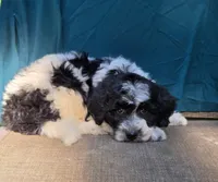 Sylvester , a male Portuguese Water Dog and Poodle - Miniature  for sale in Yacolt, WA – 6 of 10