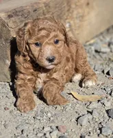 Rolden, a male Poodle - Miniature  for sale in Yacolt, WA – 1 of 8