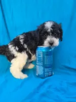River, a male Portuguese Water Dog and Poodle - Miniature  for sale in Yacolt, WA – 4 of 4