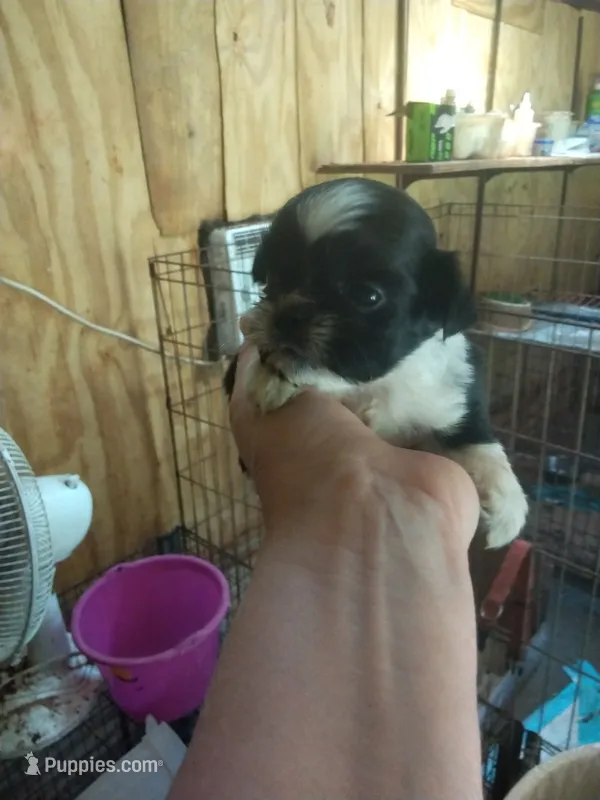 Little boy – Pekingese puppy for sale in Abbeville, SC