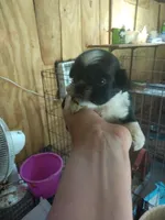 Little boy, a male Pekingese for sale in Abbeville, SC – 1 of 3