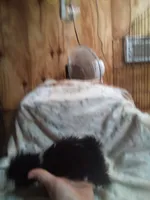 Fluffy , a female Pekingese for sale in Abbeville, SC – 3 of 3