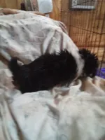 Little boy, a male Pekingese for sale in Abbeville, SC – 2 of 3