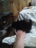 Tiny, a female Pekingese for sale in Abbeville, SC – 3 of 4
