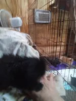 Fluffy , a female Pekingese for sale in Abbeville, SC – 2 of 3