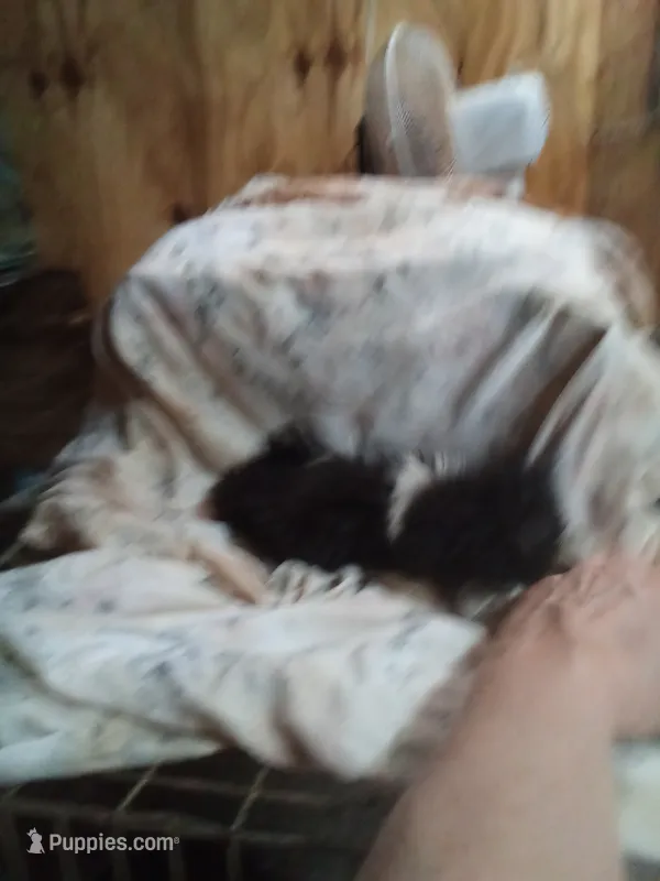 Tiny – Pekingese puppy for sale in Abbeville, SC