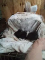 Tiny, a female Pekingese for sale in Abbeville, SC – 1 of 4