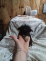 Tiny, a female Pekingese for sale in Abbeville, SC – 4 of 4