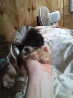 Pretty girl , a female Pekingese for sale in Abbeville, SC – 3 of 3