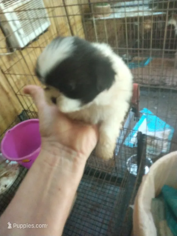 Pretty girl  – Pekingese puppy for sale in Abbeville, SC