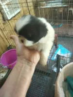 Pretty girl , a female Pekingese for sale in Abbeville, SC – 1 of 3