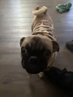 Lola, a female Pug for sale in Orange, CA – 9 of 9