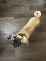 Lola, a female Pug for sale in Orange, CA – 7 of 9