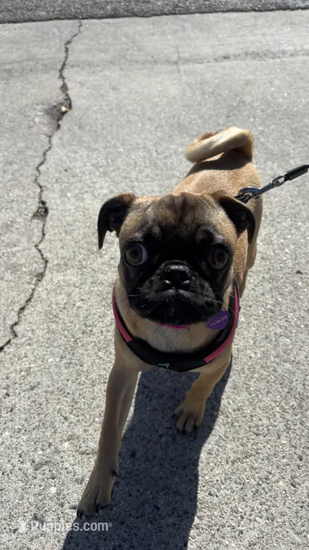 Lola – Pug puppy for sale in Orange, CA