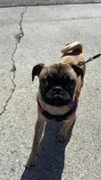 Lola, a female Pug for sale in Orange, CA – 1 of 9