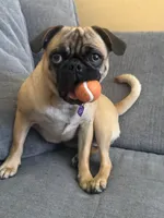Lola, a female Pug for sale in Orange, CA – 2 of 9