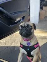 Lola, a female Pug for sale in Orange, CA – 6 of 9