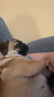 Lola, a female Pug for sale in Orange, CA – 5 of 9