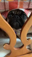 Lola, a female Pug for sale in Orange, CA – 3 of 9