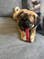 Lola, a female Pug for sale in Orange, CA – 8 of 9