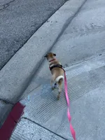 Lola, a female Pug for sale in Orange, CA – 4 of 9
