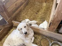 Deep Blue, a male Maremma Sheepdog for sale in Borden, IN – Photo 7 of 8