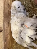 Deep Blue, a male Maremma Sheepdog for sale in Borden, IN – Photo 5 of 8