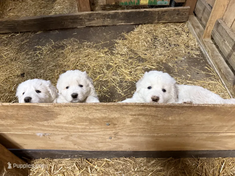 Deep Blue – Maremma Sheepdog puppy for sale in Borden, IN