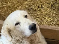 Deep Blue, a male Maremma Sheepdog for sale in Borden, IN – Photo 3 of 8