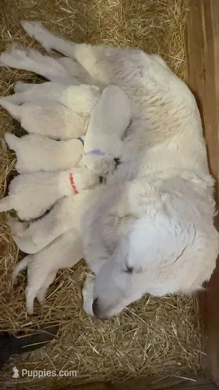 Deep Blue – Maremma Sheepdog puppy for sale in Borden, IN