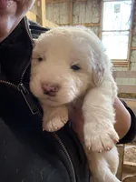Deep Blue, a male Maremma Sheepdog for sale in Borden, IN – Photo 2 of 8